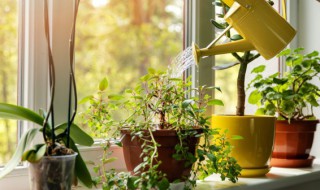 朝北阳台种什么植物风水最好 北面阳台养植物的风水