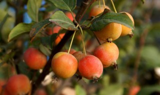 海棠果哪里产的 海棠果产地