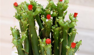 家里养光棍树吉利吗 家里养光棍树好不好