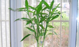 富贵竹水养多少支最吉利 富贵竹水养多少支最吉利图片