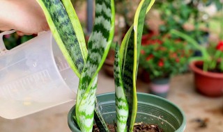 虎皮兰的养殖方法和注意事项大全 虎皮兰的养殖方法和注意事项大全百度一下