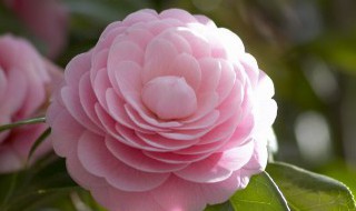 山茶花的养殖方法和注意事项大全 山茶花的养殖方法