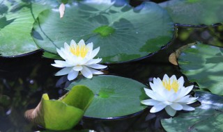 龟缸里养什么植物最好 龟缸里养什么植物最好养活