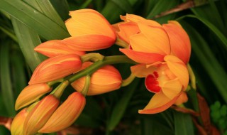 大花蕙兰的养殖方法和注意事项大全 大花蕙兰的养殖方法和注意事项养殖日记