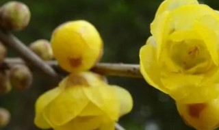 种黄腊梅风水忌讳吗（家里养腊梅有风水忌讳吗）