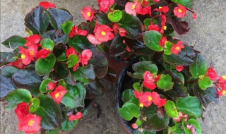 海棠花的养殖方法和注意事项大全 海棠花的养殖方法和注意事项养殖日记