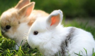 宠物兔子名字（宠物兔子名字可爱洋气）