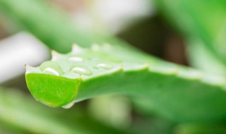 芦荟的养殖方法和注意事项大全 芦荟的养殖方法和注意事项养殖日记