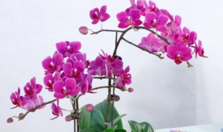 蝴蝶兰的养殖方法和注意事项大全 蝴蝶兰的养殖方法和注意事项大全图解