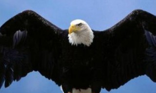 鹰是鸟类还是兽类(鹰是鸟类还是兽类请回答)