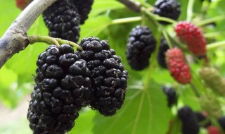 桑果是什么 紫晶桑果是什么