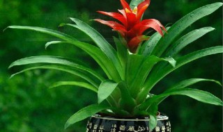 卧室放什么植物最旺财 卧室放什么植物最旺财图片