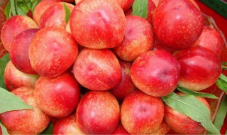 油桃放冰箱还是常温（油桃放冰箱好还是常温好）