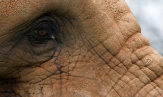 大象为啥对酒感兴趣（大象为啥对酒感兴趣?）