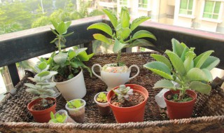 阳台养什么花草旺财 阳台养什么花草旺财最好