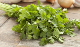 香菜储存新方法（香菜储存新方法图片）
