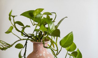 卧室放绿萝好吗风水 卧室放绿萝好吗风水好不好