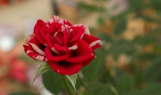 月季花的养殖方法和注意事项大全 月季花的养殖方法和注意事项大全图片