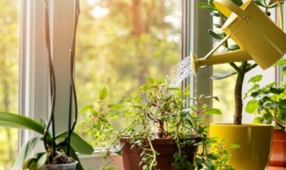 阳台上栽什么树最吉利 阳台上栽什么树最吉利图片