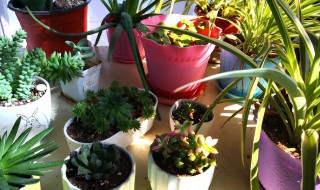 阳台摆什么大型绿植好（阳台摆什么大型绿植好看）