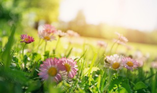 三春晖什么意思 待你归来时,共沐三春晖什么意思