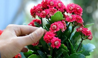 长寿花怎么养才能更旺盛（长寿花怎么养才能更旺盛视频）