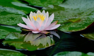 水路草木之花的之是什么意思（水陆草木之花的之的用法）