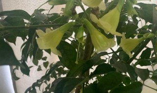 幸福树开花吉利吗（幸福树开花吗 幸福树开花什么预兆呢?）