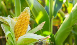 梦见买玉米 梦见买玉米棒是什么预兆