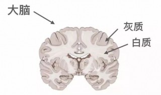 大脑皮层是灰质还是白质 大脑皮层是灰质还是白质组织