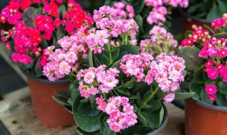 怎样让长寿花快速开花 怎样让长寿花快速开花呢