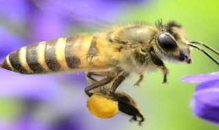 梦见蜜蜂在自己身上 梦见蜜蜂在自己身上是什么意思