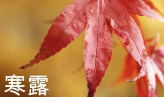 寒露的美句 赞美寒露的美句