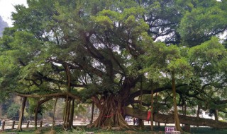榕树风水 家里长榕树风水