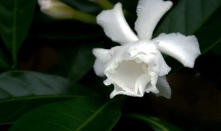 狗牙花风水（狗牙花的风水作用）