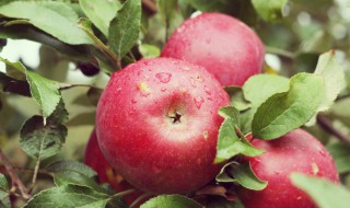 苹果的储存和保鲜方法（苹果的储存和保鲜方法视频）