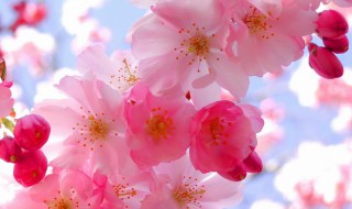 樱花储存方法 樱花储存方法有哪些