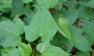 地瓜叶的储存方法 地瓜叶的储存方法图片