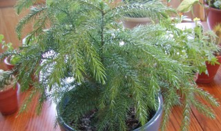 南洋杉寓意什么风水（南洋杉在风水上怎么看）