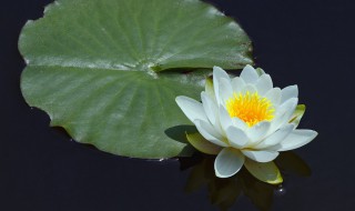 睡莲的风水禁忌 睡莲的风水禁忌与禁忌