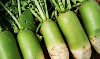 绿萝卜储存方法 绿萝卜的保存方法如下