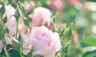 生活充满幸福的微信昵称（充满幸福的微信名字）