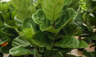 琴叶榕风水（琴叶榕风水上寓意好吗）