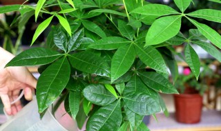 属龙种什么植物最旺财 属龙种什么植物最旺财摆什么地方好