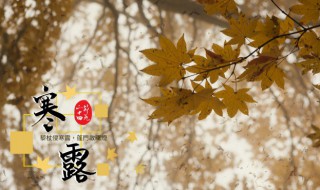 寒露是什么意思是什么 寒露是指什么意思