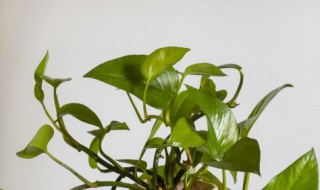 绿萝该怎么养 绿萝该怎么养叶子黄下去了