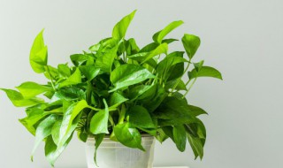 用水养绿萝怎么养（用水养绿萝怎么养活）