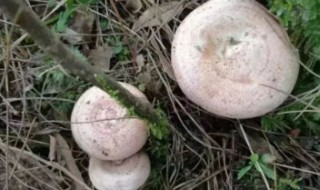 松菇怎么做好吃（松菇怎么做好吃视频）