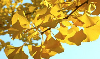 叶脉书签怎么做（洗衣粉做树叶叶脉书签怎么做）