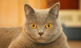 猫打呼噜是怎么回事啊（加菲猫打呼噜是怎么回事啊）